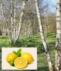 Dufte Momente | Saunaduft Konzentrat Birke-Zitrone 1 Liter Produktbild-Vorschau 2