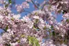Malus 'Hillieri', Zierapfel, 100–125 cm Produktbild-Vorschau 2