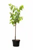 Ciliegio dolce Lapins 100–120 cm – ciliegio autofertile, Anteprima dell’immagine prodotto 4