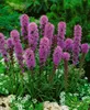 Liatris spicata 'Kobold', Prachtscharte, violett, ca. 9x9 Produktbild-Vorschau 8