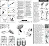 Hansgrohe Handbrause Raindance Select E 150 3jet Weiss / Produktbild-Vorschau 3