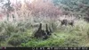 Outdoor Wildlife Hunting Trail und Wildkamera OXE Gepard Produktbild-Vorschau 17
