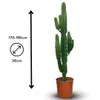 Euphorbe eritrea - cowboy cactus - ↕ 170-190 cm - ⌀ 30 cm - Voir les images du produit 3