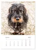 Dackel(augen)blicke (Wandkalender 2027 DIN A4 hoch), Produktbild-Vorschau 4
