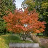 A tree with orange leaves in a park setting with a bench in the foreground. Produktbild-Vorschau