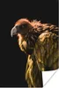 MuchoWow® Poster Geier - Raubtier - Vogel 20x30 cm - Produktbild-Vorschau 1