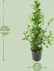 Meergroothandel Ficus Microcarpa Moclame - 95 cm, Ø 21 cm Produktbild-Vorschau 6