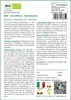 SAFLAX  -- Cavolfiore - Romanesco - 50 semi - Con substrato Anteprima dell’immagine prodotto 3