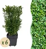 Buxus sempervirens 6 planten voor 1 laufenden Meter Productafbeelding-voorbeeld 2