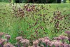 Großer Wiesenknopf, im Topf - Sanguisorba officinalis Produktbild-Vorschau 5