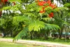 SAFLAX - plameňový strom - Delonix regia - 6 Semená Náhľad obrázku produktu 9
