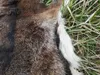 Muflon  Wildschaf Muffelwild Fell gegerbt Larp Deko ÖKO  Produktbild-Vorschau 6
