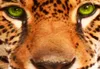 Akustikbild Tiere 200x100 cm Bilder Produktbild-Vorschau 3