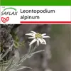 SAFLAX - Protěž - Leontopodium alpinum - 500 Semena - S Náhled obrázku produktu 9