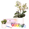Kolibri Creatives | Pflanzen-Set mit 8 Pflanzen und Produktbild-Vorschau 2