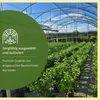 Meine Orangerie Buddhas Hand Zitrone Mezzo - echter Produktbild-Vorschau 4