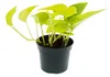 Gelb-grünes Pothos – Epipremnum Golden Pothos – Scindapsus Produktbild-Vorschau 2