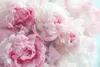 Muralo Selbstklebende Fototapete BLUMEN Pfingstrosen Natur Produktbild-Vorschau 2