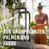 COMPO  11431 COMPO SANA Grünpflanzen- und Palmenerde, 10 l Podgląd zdjęcia produktu 9