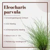 Aquarium Pflanze 3 Stück Eleocharis parvula Wasserpflanze Produktbild-Vorschau 3