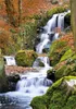 Wallario Poster - Bach im Wald, Kunstdruck Größe: 70 x 100 Produktbild-Vorschau 1
