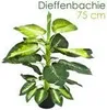Dieffenbachia umelá rastlina umelá rastlina 75 cm umelá Náhľad obrázku produktu 1