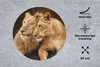 MuchoWow® Mauspad Mousepad Löwen - Braun - Tiere 50x50 cm - Produktbild-Vorschau 2