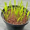 Nasiona palm - zestaw 10 sztuk - Mrozoodporna - Podgląd zdjęcia produktu 11