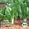 Samenliebe  Mangold Samen | Schnittmangold - winterhart & Produktbild-Vorschau 4