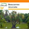 SAFLAX Garden in the bag - Slonia noha / strom fliaš - Náhľad obrázku produktu 10