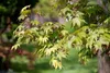 Acer palmatum 'Osakazuki', Japanischer Ahorn, leuchtend Produktbild-Vorschau 11