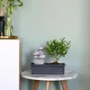 Bonsaibaume - Bonsai - Höhe 25-35cm - ⌀29cm Produktbild-Vorschau 6