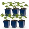 Green boutiQ - Plante vivace - Géranium Johnson's Blue - Voir les images du produit 2