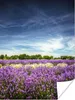 MuchoWow® Poster Blauer Himmel über Lavendel in der Natur Produktbild-Vorschau 1