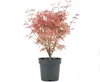 Acer Palmatum Taylor, ca. 50 cm hoch, Topf 19 cm, Produktbild-Vorschau 1