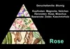 GKA Parfüm Duftroller Parfümroller Rose Roll-On für Produktbild-Vorschau 2