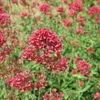 Centranthus ruber Coccineus - 6 roslin - czerwonokwiatowy Podgląd zdjęcia produktu 1