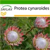 SAFLAX - kráľovský protea - Protea cynaroides - 5 Semená - Náhľad obrázku produktu 9