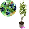 A close-up of a branch with berries and a potted plant. Produktbild-Vorschau