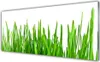 Acrylglasbilder 125x50 Wandbild Druck Gras Pflanzen Produktbild-Vorschau 1