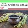 SAFLAX Garden to go - Palina čínska Qing Hao - Artemisia Náhľad obrázku produktu 8