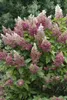 Hydrangea paniculata 'Pinky Winky', Rispenhortensie, Produktbild-Vorschau 11