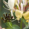 Bloomique - Lonicera Periclymenum - Wiciokrzew polny - Podgląd zdjęcia produktu 2