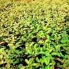 A field of young plants with green and yellow leaves and red stems. Produktbild-Vorschau
