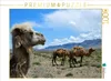 CALVENDO Puzzle Kamele, Kotschkor, Kirgisistan 1000 Teile Produktbild-Vorschau 2