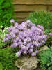 Zwerg-Rhododendron 25-30 cm, im Topf - Rhododendron Produktbild-Vorschau 14
