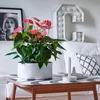 Langue de feu - Anthurium 'Maine Pink' - Hauteur 55-70cm - Voir les images du produit 5