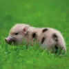 Wandkalender 2027 Schweinchen / Piggies 30x30 cm mit Extra Produktbild-Vorschau 11