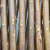 Nature Garten-Rankgitter 30x180 cm Natur Weide Braun Produktbild-Vorschau 3