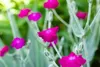 Lychnis coronaria, Lichtnelke, silbrig-grau, ca. 9x9 cm Produktbild-Vorschau 6